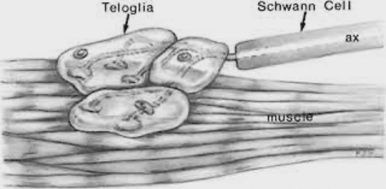 <p>nerve ending ที่ถูกคลุมด้วย Schwann cell</p>