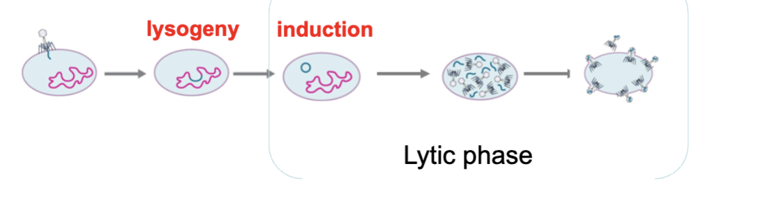 <p><span>Differentiate “lysogenic conversion” and “induction”</span></p><ul><li><p>Examples of Lysogenic conversation</p></li></ul><p></p>
