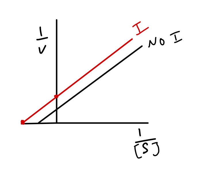 <p>what type of inhibitor does this reciprocal plot represent?</p>