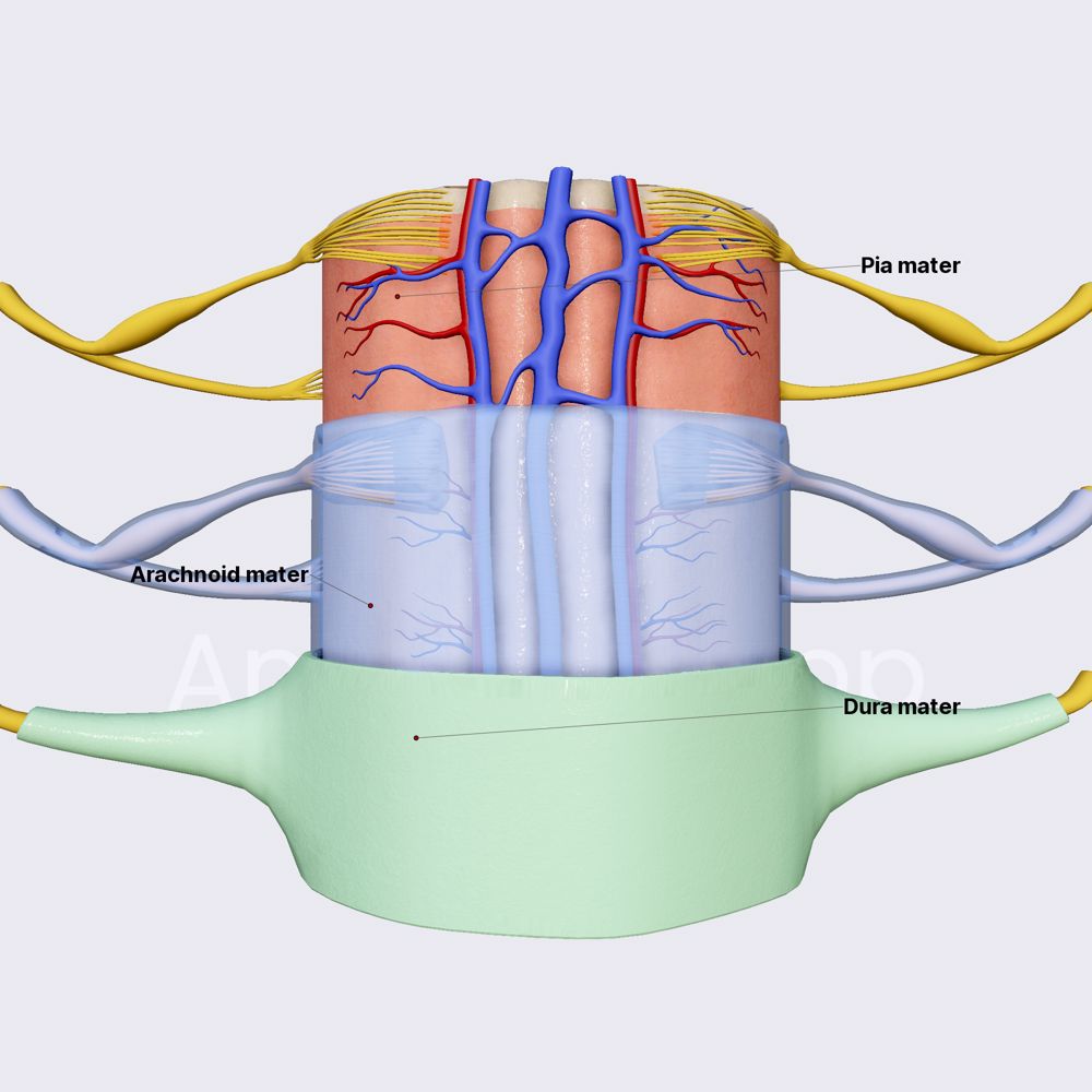 <ul><li><p>Pia Mater - Inner Most, Sticks to Spinal Cord</p></li><li><p>Arachnoid Mater - Middle, Web-Like Layer</p></li><li><p>Dura Mater - Outer Most, Tough Layer</p></li></ul>