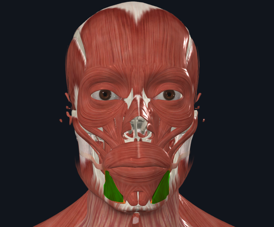 <p><strong>Nombre alterno: </strong>Músculo depresor del ángulo de la boca‎</p><p><strong><mark data-color="yellow" style="background-color: yellow; color: inherit">Orígen: </mark></strong><mark data-color="yellow" style="background-color: yellow; color: inherit">Tubérculo mentoniano y Línea oblicua externa‎</mark></p><p><strong><mark data-color="blue" style="background-color: blue; color: inherit">Inserción: </mark></strong><mark data-color="blue" style="background-color: blue; color: inherit">Ángulo de la boca</mark></p><p><strong><mark data-color="red" style="background-color: red; color: inherit">Acción: </mark></strong><mark data-color="red" style="background-color: red; color: inherit">Desplaza la comisura labial hacia abajo y hacia afuera‎. Cara triste :(</mark></p><p><strong><mark data-color="purple" style="background-color: purple; color: inherit">Inervación:‎</mark></strong><mark data-color="purple" style="background-color: purple; color: inherit"> Nervio Facial</mark><strong><br><mark data-color="green" style="background-color: green; color: inherit">Relaciones:‎ X</mark></strong></p><p><strong>Notas: </strong>NO DEPRESOR DEL LABIO</p>