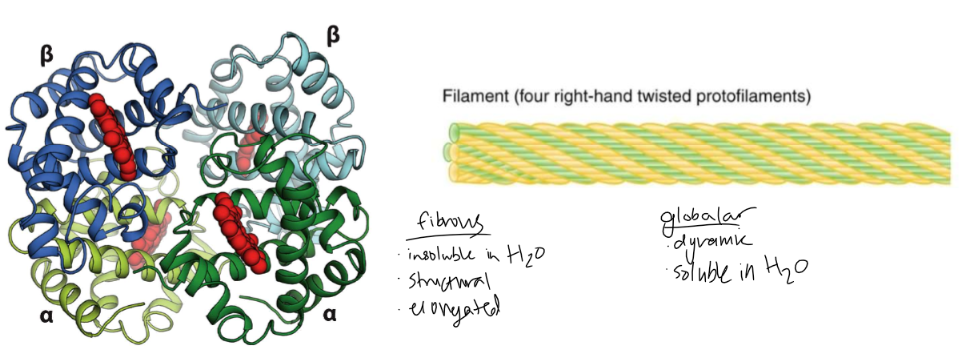 globular - dynamic and soluble in water

fibrous - insoluble in water, structural, elongated