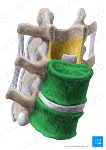 <p>nikaman solmu</p>