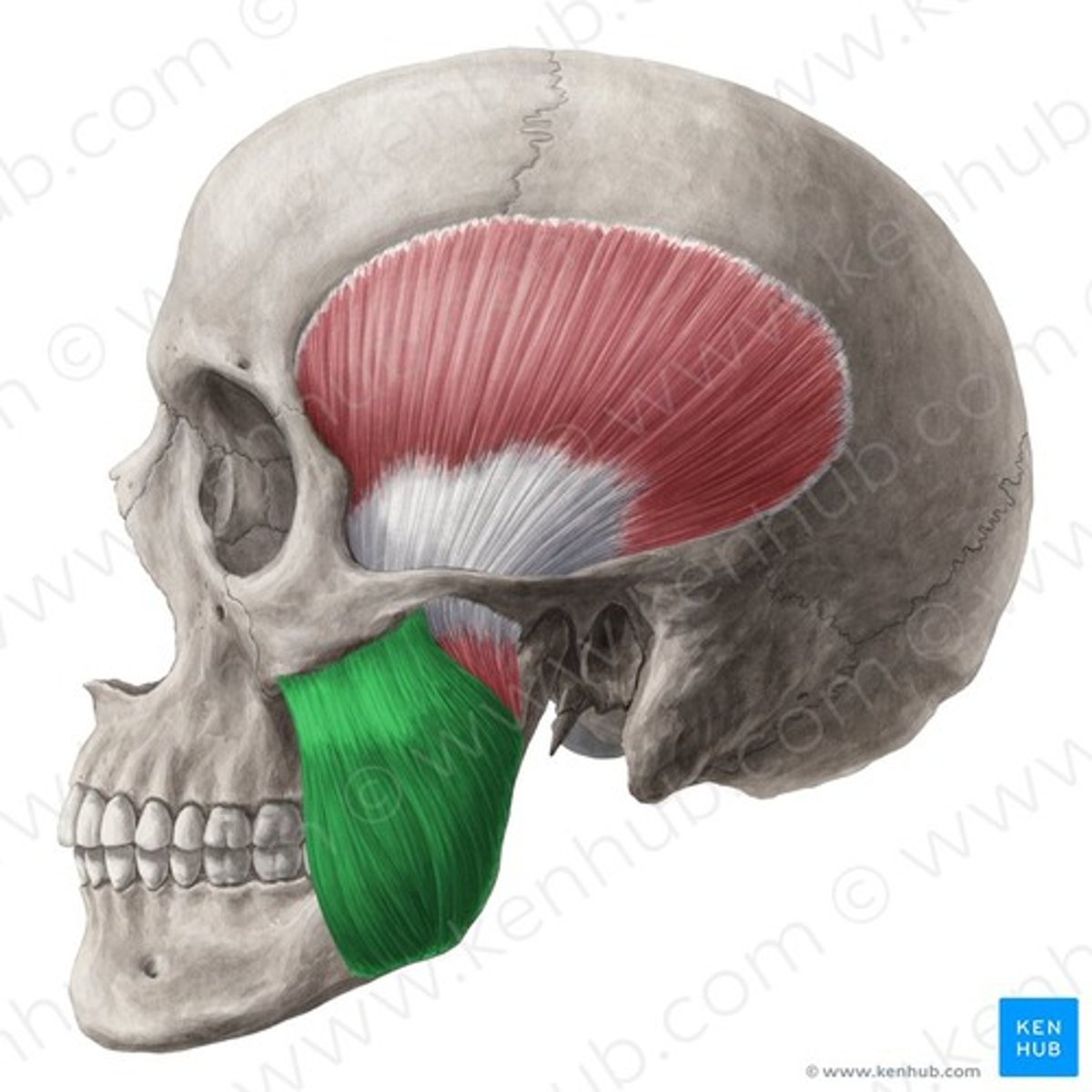 <p>ursprung</p><ul><li><p>arcus zygomaticus främre 2/3</p></li></ul><p>fäste</p><ul><li><p><span>angulus och ramus mandibulae</span></p></li></ul><p>funktion</p><ul><li><p>höjer uk, för fram uk.</p></li></ul><p></p>