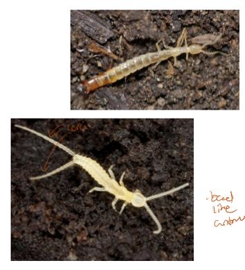 <ul><li><p>pincer-like</p></li><li><p>long and filamentous (thread-like)</p></li></ul><p></p>