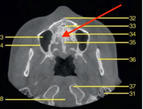 <p>identify the structure </p>