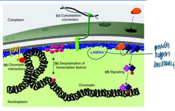 <p>provides structural support to the nucleus </p><ul><li><p>nuclear lamins form a 2-dimensional meshwork </p></li><li><p>lamins are nuclear protein and contain nuclear localization signal </p></li><li><p>the nuclear lamina has at least 4 different roles </p></li><li><p>dynamic and changes as the cell goes thru the cell cycle </p></li></ul><p></p>