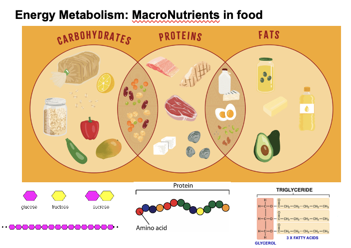 <ul><li><p>Energy is stored in the chemical bonds of nutrient molecules.</p></li><li><p>Glucose is immediately ready for absorption because it is a simple nutrient (a monosaccharide) and does not require further digestion before entering the bloodstream.</p></li></ul><p></p>