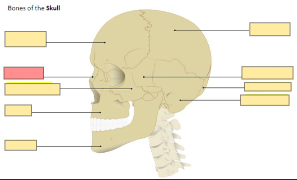 <p>bones of the nose</p>