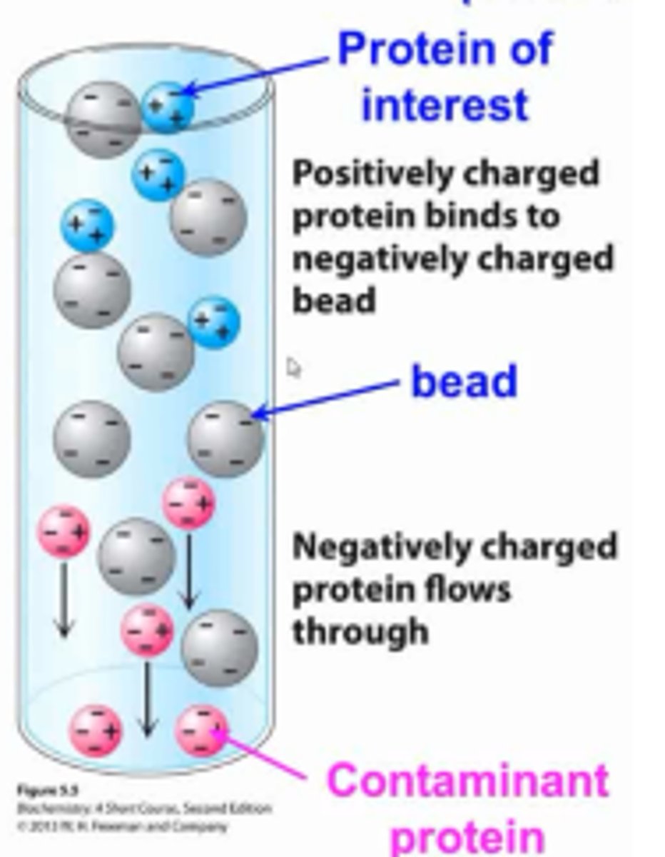<p>Ion-exchange chromatography will separate proteins by their net charge. The column is filled with charged beads, either positive or negative. </p><p>In cation-exchange, negatively-charged beads are used which attract positively charged proteins and negatively-charged proteins will elute first. </p><p>In anion-exchange, positively-charged beads are used which attract negatively-charged proteins and positively-charged proteins will elute first.</p>