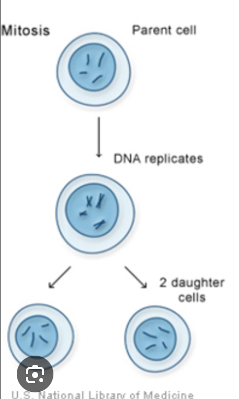 <ol><li><p>The DNA replicates to form two copies of each chromosome. The cell also grows and copies it’s internal structure, such as mitochondria and ribosomes.</p></li><li><p>Then (mitosis takes place.) One set of chromosomes is pulled to each end of the cell. The nucleus also divides.</p></li><li><p>The cytoplasm and cell membrane divide to form two identical daughter cells.</p></li></ol>