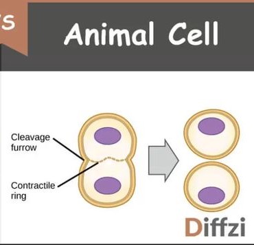 <p>the cell membrane draws inward to create a <strong>cleavage furrow</strong></p>