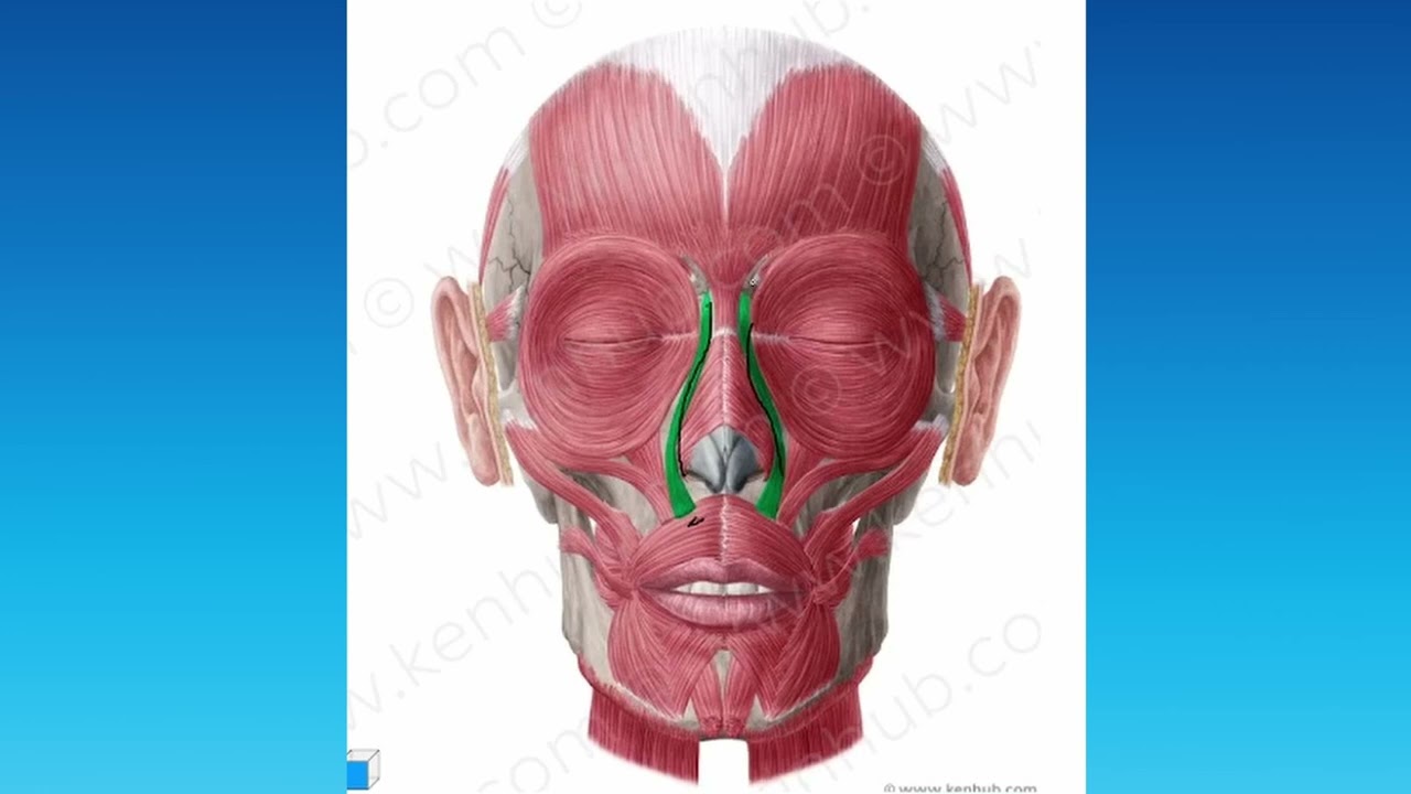 <p>¿Cuál es el músculo, su origen, inserción y función?</p>