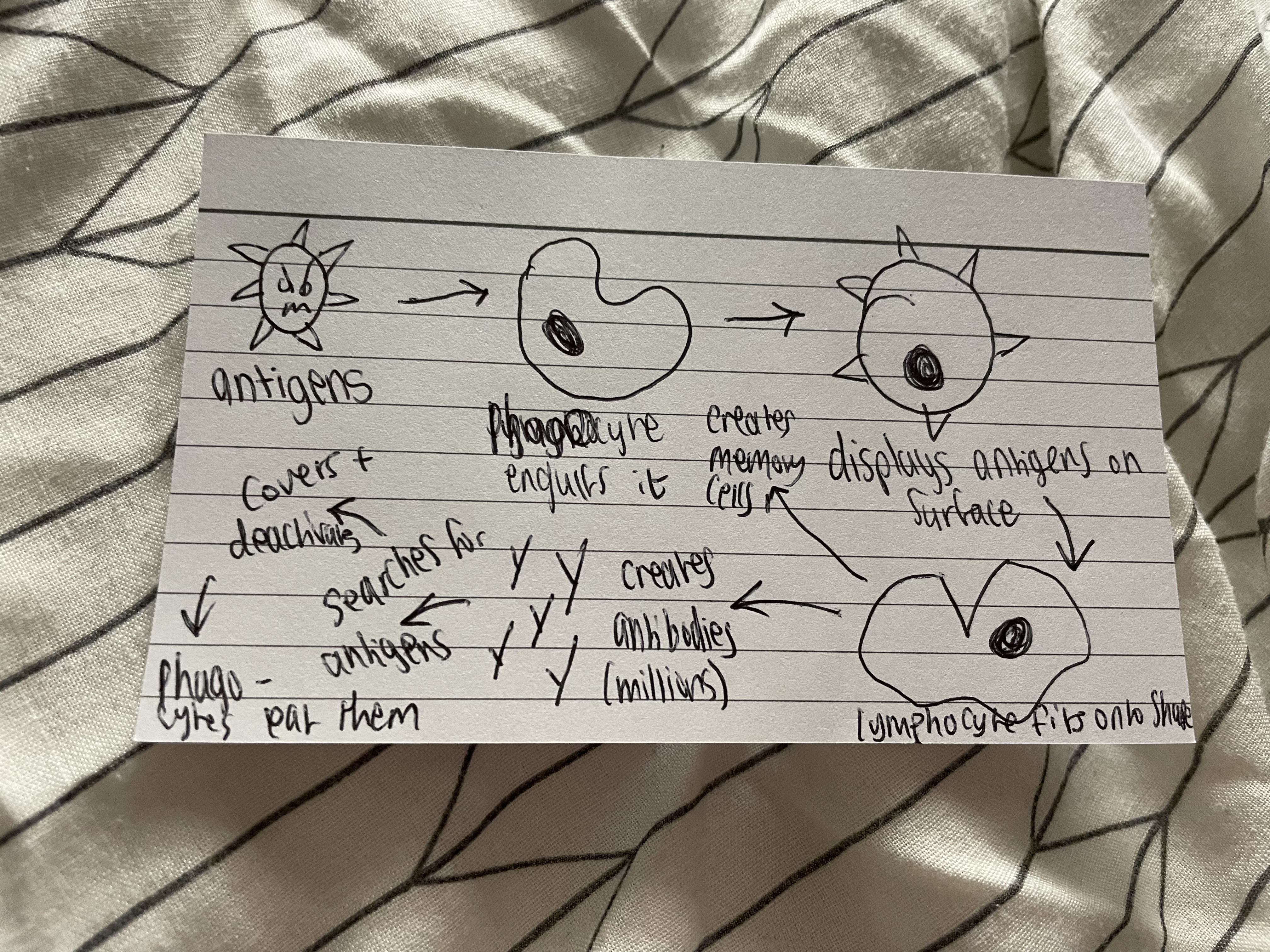 knowt flashcard image