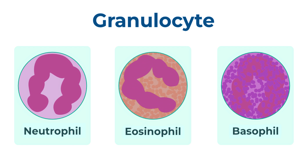 <ul><li><p>Have visible granules &amp; lobed nuclei</p></li><li><p>Three types (all part of non-specific immune system):</p><ul><li><p>neutrophils → phagocytic &amp; contain lysosomes to break down ingested bacteria</p></li><li><p>eosinophils → phagocytic &amp; important in response against parasitic infection, allergic responses &amp; inflammation </p></li><li><p>basophils → produce histamines involved in inflammation &amp; allergic reactions </p></li></ul></li></ul><p></p>