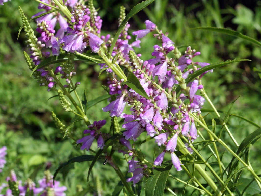 Obedient Plant
