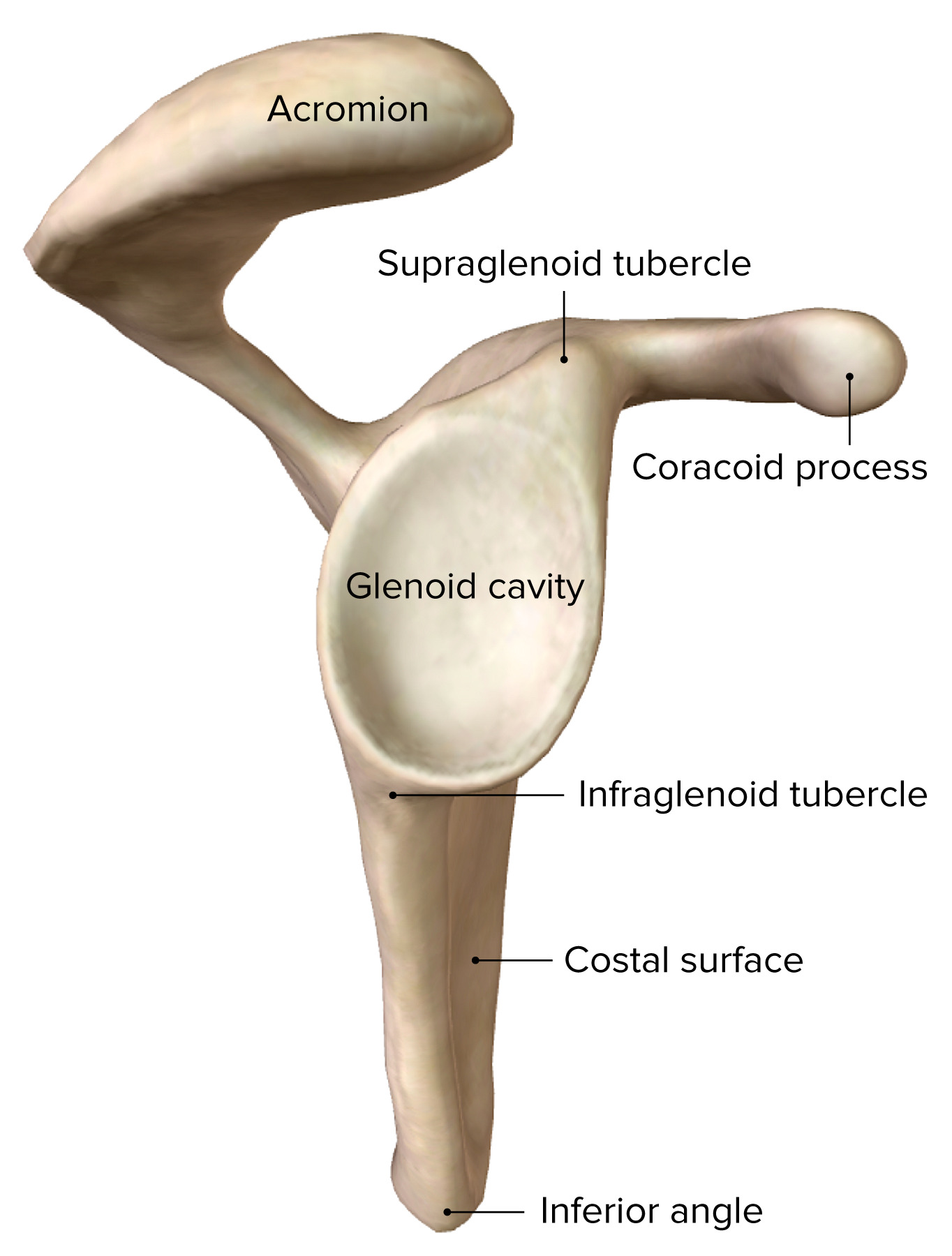 <p>infraglenoid tubercle</p>