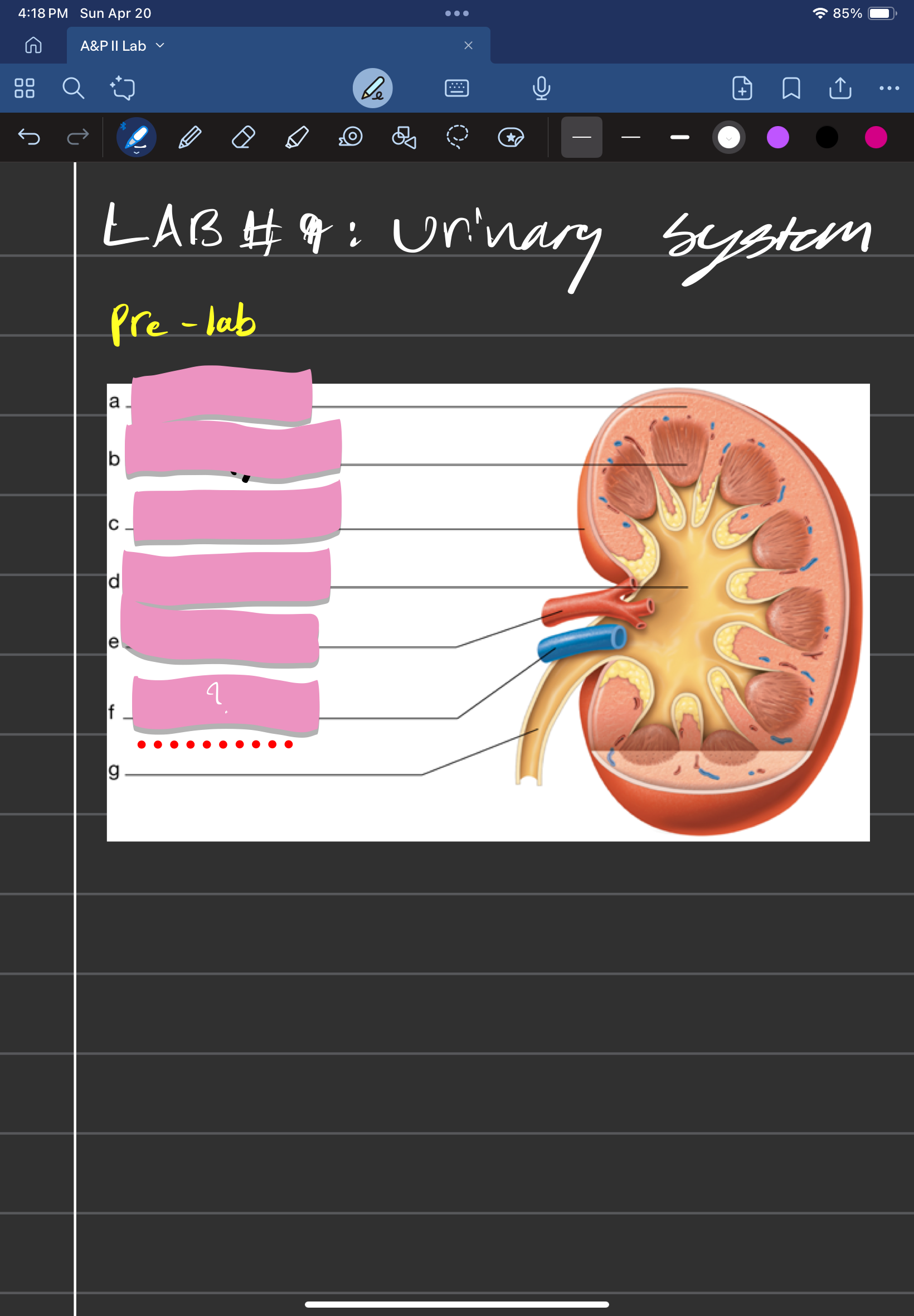 <p>Drains blood from the kidneys</p>