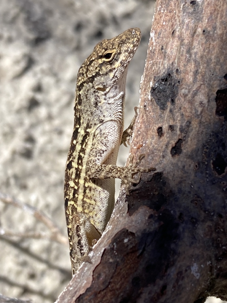 <p>Brown Anole, native to Cuba and Bahamas, live throughout FL, males have red-orange dewlap with yellow margin, males have crest, females are striped</p>