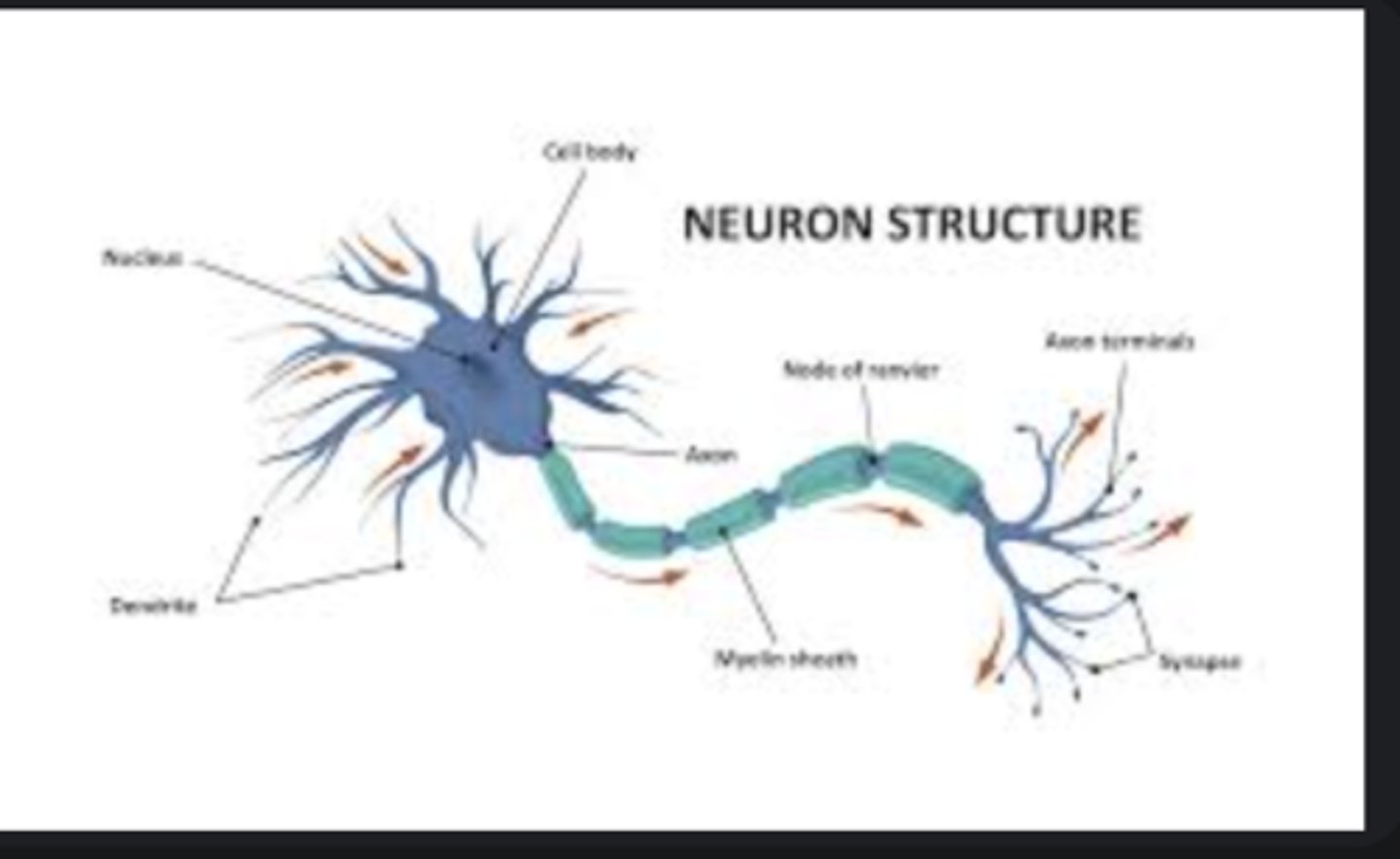 <p>Basic nerve cell transmitting electrical impulses; composed of soma, dendrites, and axon.</p>