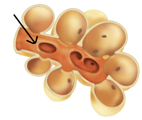 Small passages connecting the respiratory bronchioles and the alveolar sacs.