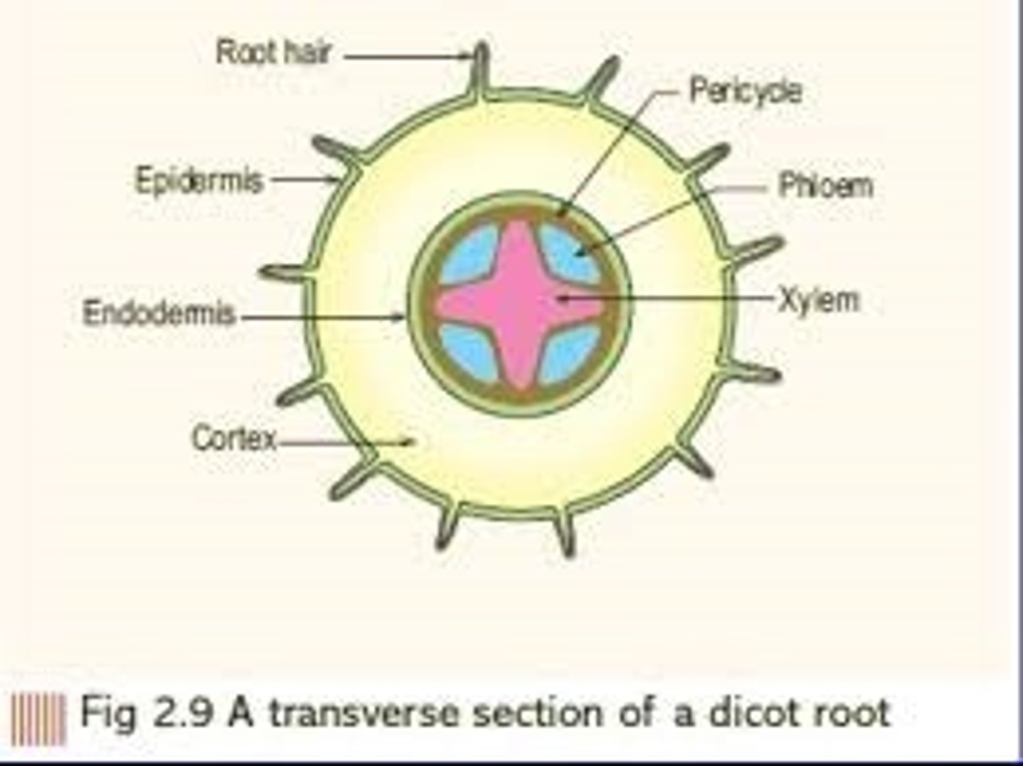 <p>they are bundled together in the centre of the root w/ the xylem in the middle (star shaped) &amp; the phloem on the outside</p>
