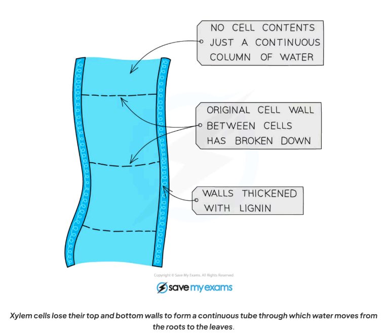<p>Function: transport tissue for water and dissolved ions</p><p><u>Adaptations:</u></p><p>No top and bottom walls between cells to form continuous hollow tubes through which water is drawn upwards towards the leaves by transpiration</p><p>Cells are essentially dead, without organelles or cytoplasm to allow free movement of water</p><p>Outer walls are thickened with a substance called lignin, strengthening the tubes, which helps support the plant</p>