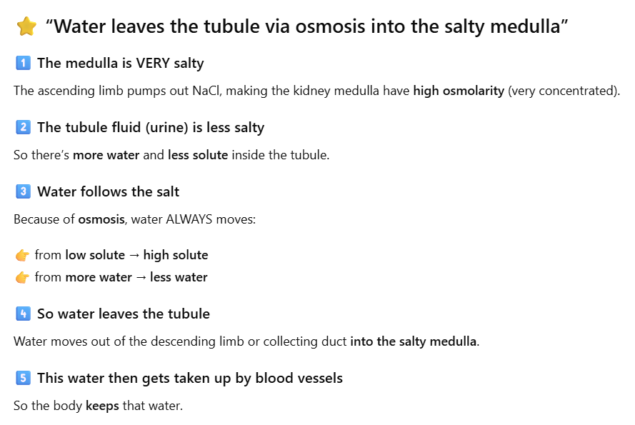 <p>High ADH → AQP2 insertion → collecting duct becomes water-permeable → water leaves tubule via osmosis into salty medulla → concentrated urine. </p>