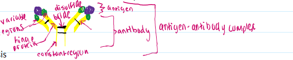 <ol type="a"><li><p><span>Serum proteins, immunoglobulins that have a Y shaped structure with binding site on the end. Has heavy chains and constant regions which make the base of the Y. it branched out and is connected by the disulfide chain. The hinge protein is connected to the light chain via disulfide bonds. There are green variable regions at end which make the antibody. This is where the antigen binds.</span></p><img src="https://knowt-user-attachments.s3.amazonaws.com/022f04b4-51fb-46a3-adfb-3ff409acb582.png" data-width="100%" data-align="center"></li></ol><p></p>