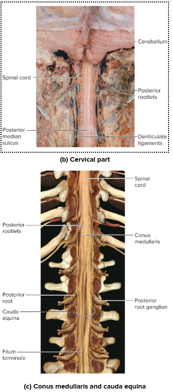 <p>Spinal Cord, Inferior Structures:</p>