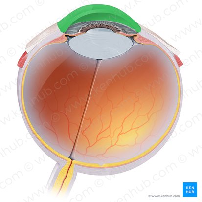 <p>Cornea</p>
