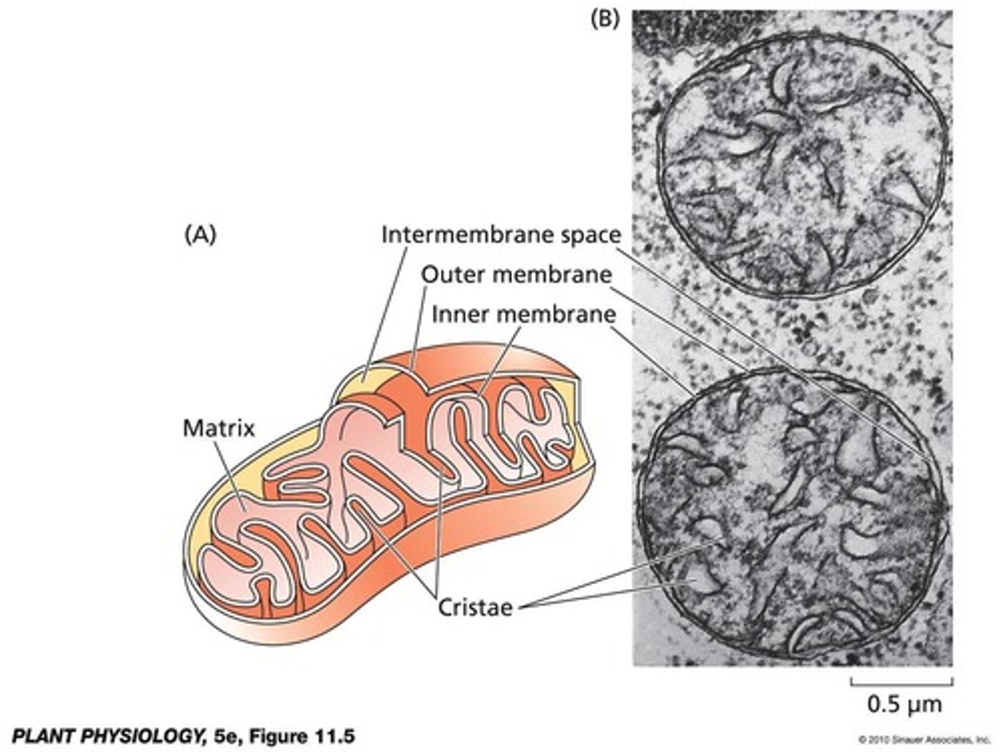 <p>In the inner mitochondrial membrane.</p>