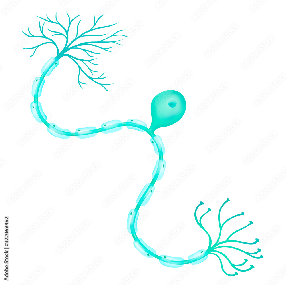 <p>forms long nerves</p>
<ul>
<li>mostly in skin (feeling)</li>
<li>pain, pressure, temperature<br />
skin -&gt; CNS<br />
cell body is always in or near CNS</li>
</ul>