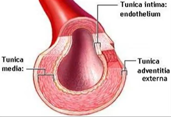<p><strong>lumen</strong> = hollow space in middle (where blood goes)</p><p>-3 layers called tunics</p><p><strong>tunica intima</strong> = closest to lumen</p><p><strong>tunica media</strong> = in middle</p><p><strong>tunica externa</strong> = outside part</p>