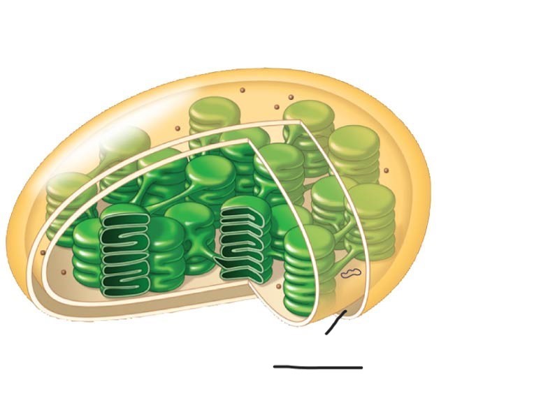 <p>6 Chloroplast </p>