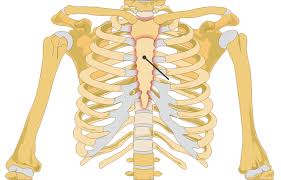 <p><span>between ribs and clavicles</span></p>