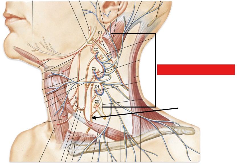 <p>Which plexus of the spinal nerves is:</p><ul><li><p>Upper&nbsp;cervical nerves (C1 - C5)</p></li></ul><p></p>