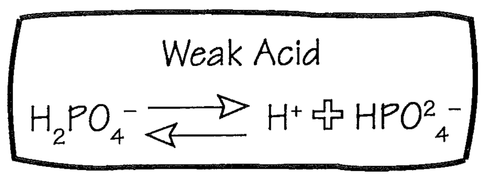 <ol><li><p>Buffer</p></li><li><p>H2PO4</p><ol><li><p>Weak acid</p></li><li><p>Only partially dissociates, yielding less free H+ than an equimolar amount of HCl</p></li><li><p>HPO4 can act as a buffer</p></li></ol></li><li><p><strong>Weak acids are the principal buffers in the body</strong></p></li></ol>