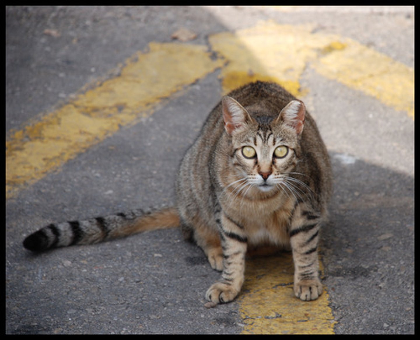 <p>Mục đích - もくてき</p>