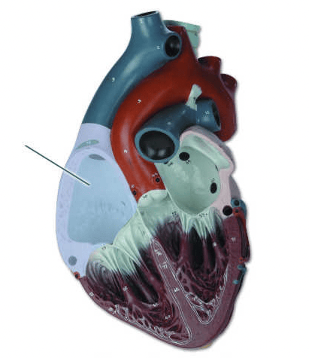 <p>Identify the highlighted structure.</p>