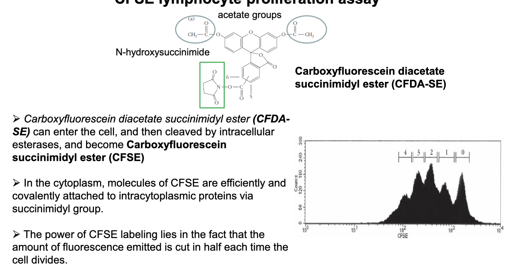<ul><li><p><span><span>Carboxyfluorescein diacetate succinimidyl ester (CFDA-SE) can enter the cell, and then cleaved by intracellular esterases, and become Carboxyfluorescein succinimidyl ester (CFSE)</span></span></p></li><li><p><span><span>In the cytoplasm, molecules of CFSE are efficiently and covalently attached to intracytoplasmic proteins via succinimidyl group.</span></span></p></li><li><p><span><span>The power of CFSE labeling lies in the fact that the amount of fluorescence emitted is cut in half each time the cell divides.</span></span></p></li></ul><p></p><p>common method today is CFSE</p><p>-chemicals has two functional acetate groups (allow the cells to be highly permeable to cell membranes) can enter the cells</p><p>-once entered cell the acetates are cleaved and the chemical becomes fluorescent converts itself to fluorescent dye</p><p>has a hydroxysuccinimide which has high affinity to lysine and amine (covalent binding to cytoplasmic proteins)</p><p>able to detect the different intensity in proliferating cells: idea is 0 is parental cell and then 1 (daughter cell) fluorescences reduced by half 4 (is the 2nd division)</p>