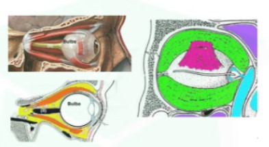 <ul><li><p>oeil ne flotte pas dans l&apos;orbite car connecté à des muscles qui permettent sa mobilité + entouré d&apos;une graisse fluide</p></li><li><p>muscles oculomoteurs s&apos;implantent sur l&apos;oeil + fond de l&apos;orbite osseuse</p></li><li><p>graisse pas visible car cloison fermant la partie ant de l&apos;orbite = septum orbitaire qui se fixe sur le tarse des paupières + ferme cavité orbitaire en avant</p></li><li><p>septum orbitaire : traversé par muscle élévateur de la paupière</p></li></ul>