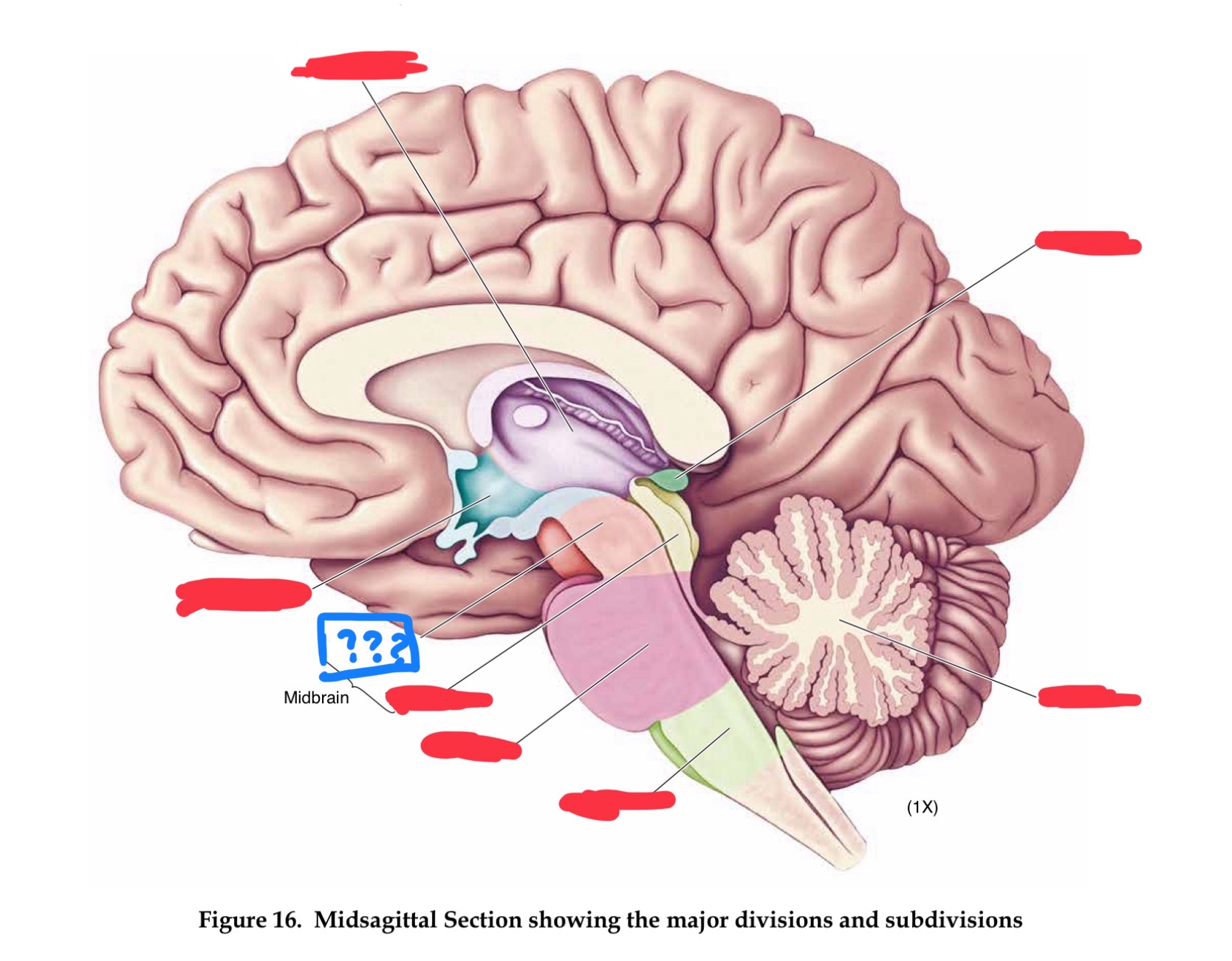 <p>contains cell bodies for dopaminergic projections to the basal ganglia and the frontal lobe (in mesencephalon)</p>