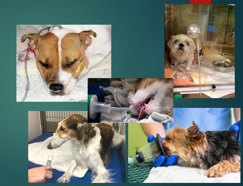 <p>Management of URT obstruction - often emergency situations (time critical!) </p>