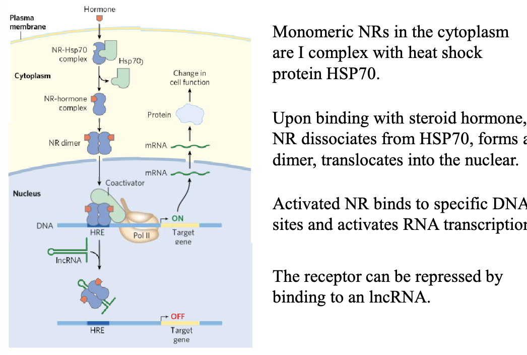 <p>lncRNA (long noncoding rna)</p>