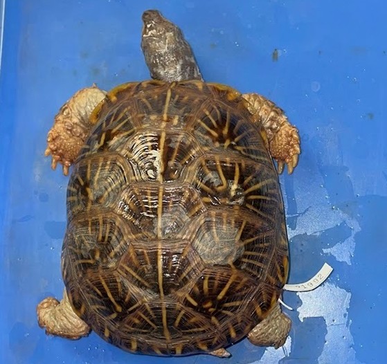 <p>Box and Pond turtles</p><p>Most semi-aquatic</p><p>Box turtles terrestrial</p><p>Mostly N hemisphere</p>