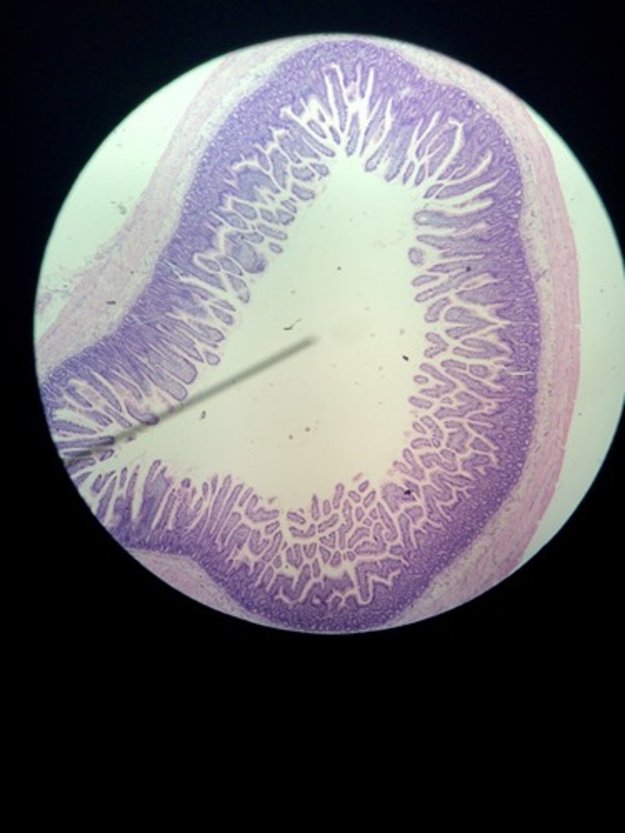 <p>name this region of the small intestine</p>