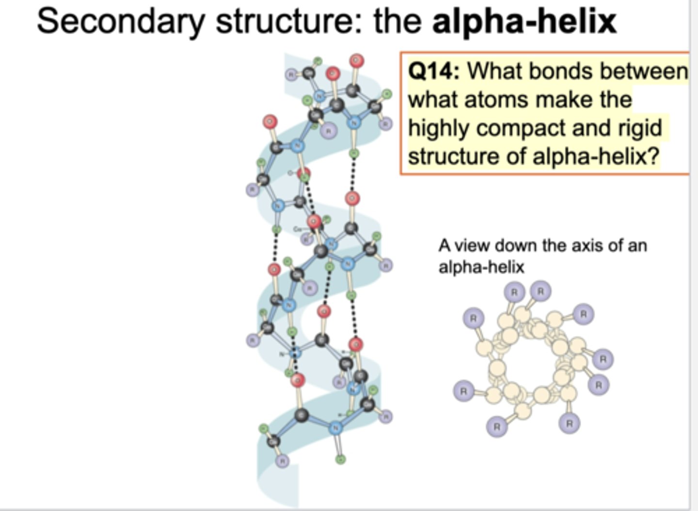 <p>To make this structure, spiral is seen. Hydrogen and oxygen making some association/connection (hydrogen bonds). To make alpha helix, it is essential to make multiple hydrogen bonds. By looking at top, see spiral alpha helix structure. Side chains r outside of backbone structure.</p><p>hydrophobic R chains; hydrogen</p>