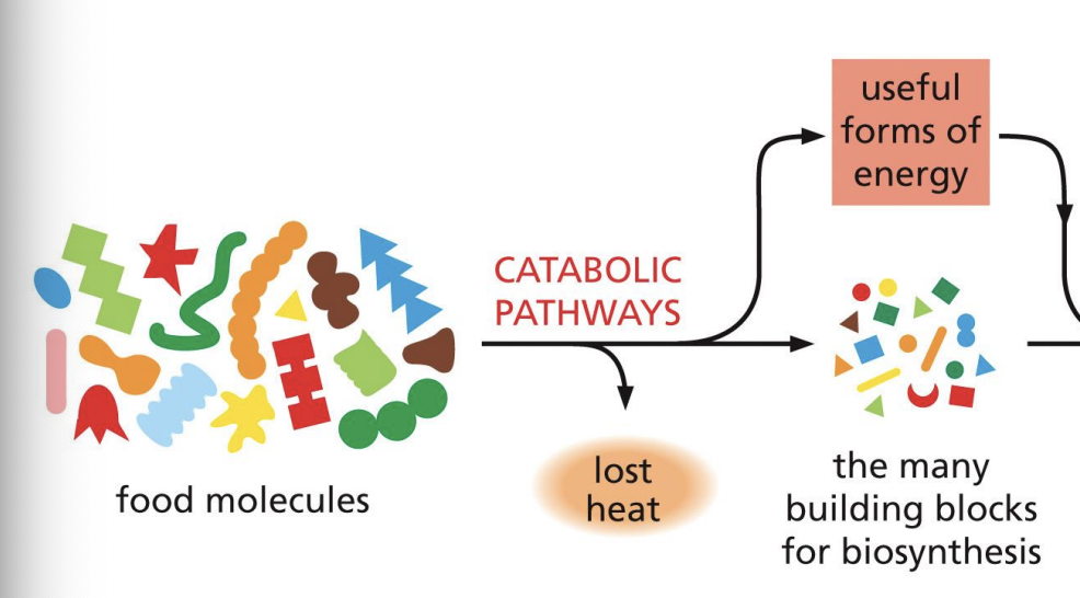 <p>lose heat </p><p>breakdown </p>