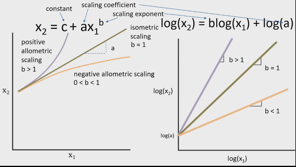 <ul><li><p>Nonlinear relationships made it hard to find exponents before excel systems</p></li><li><p>In past they figured this out by transforming nonlinear data to linear by doing log transformations (X1, X2) → (log(X1), log(X2) )</p></li><li><p>makes all the relationships linear</p></li><li><p>log (X2) = blog(X1) + log (a)</p></li><li><p>b (scaling exponent) is now the new slope and scaling coefficient is a</p></li></ul><p></p>